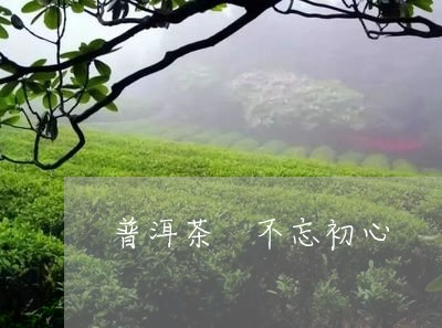 普洱茶 不忘初心/2023031581604